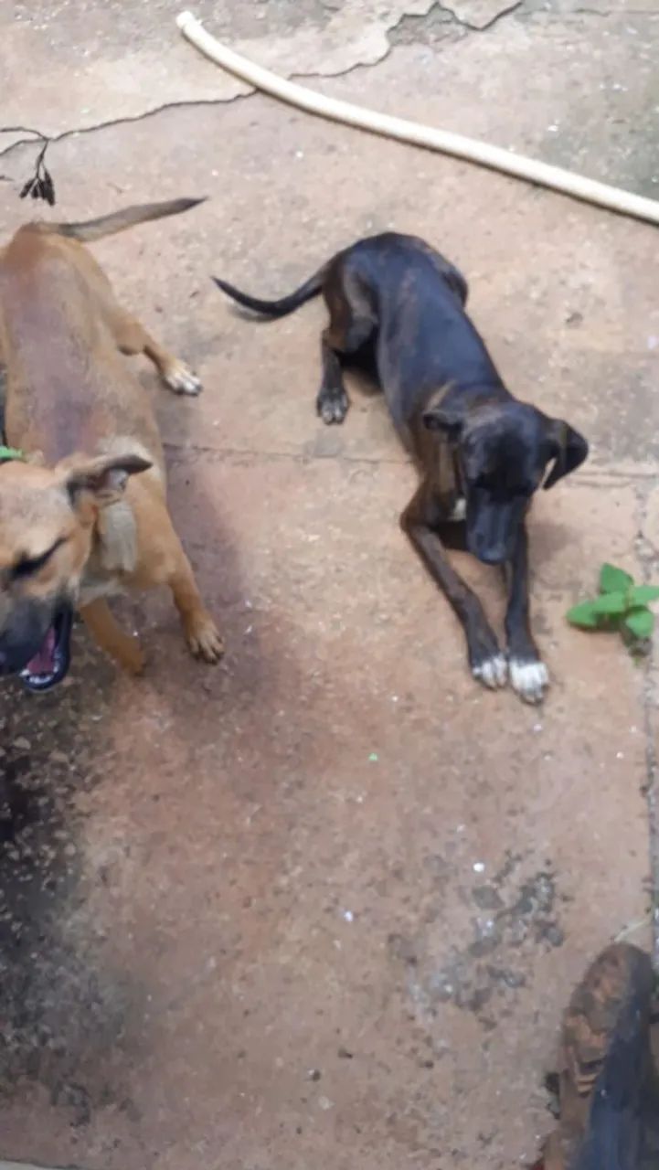 Pets para adoção ONG Goianira  - Foto 5