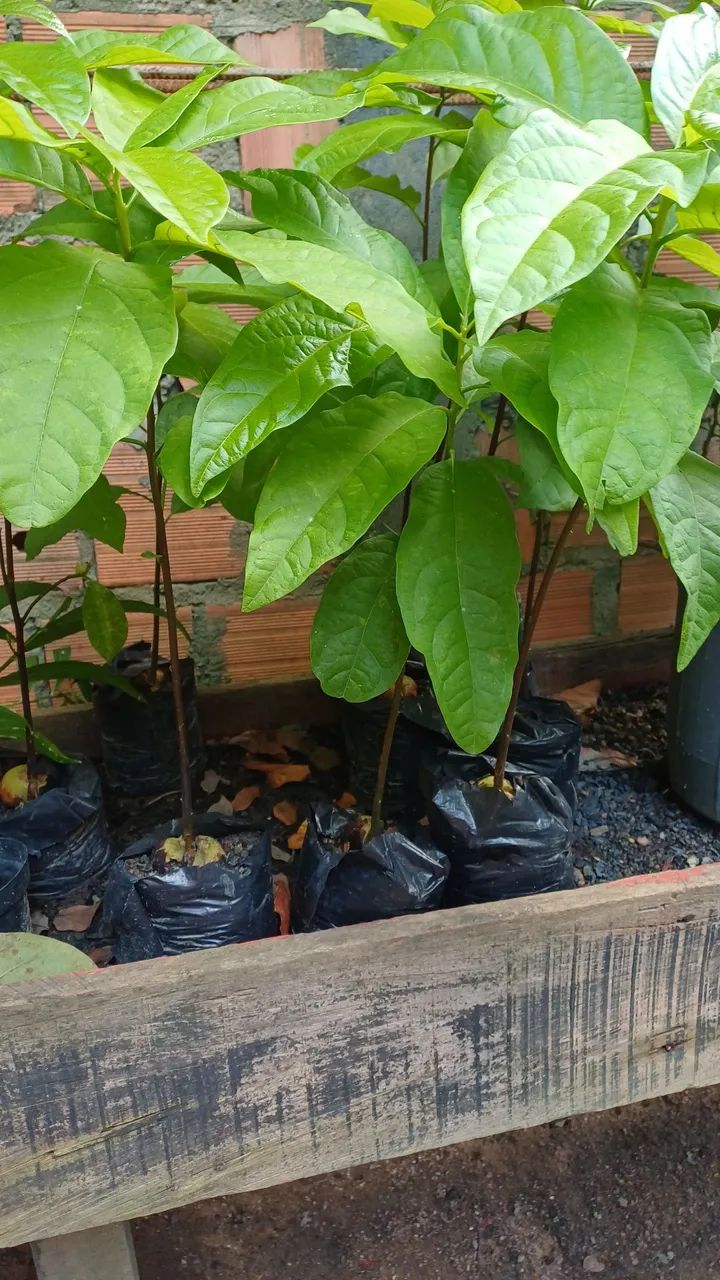 Muda de abacate - Foto 3