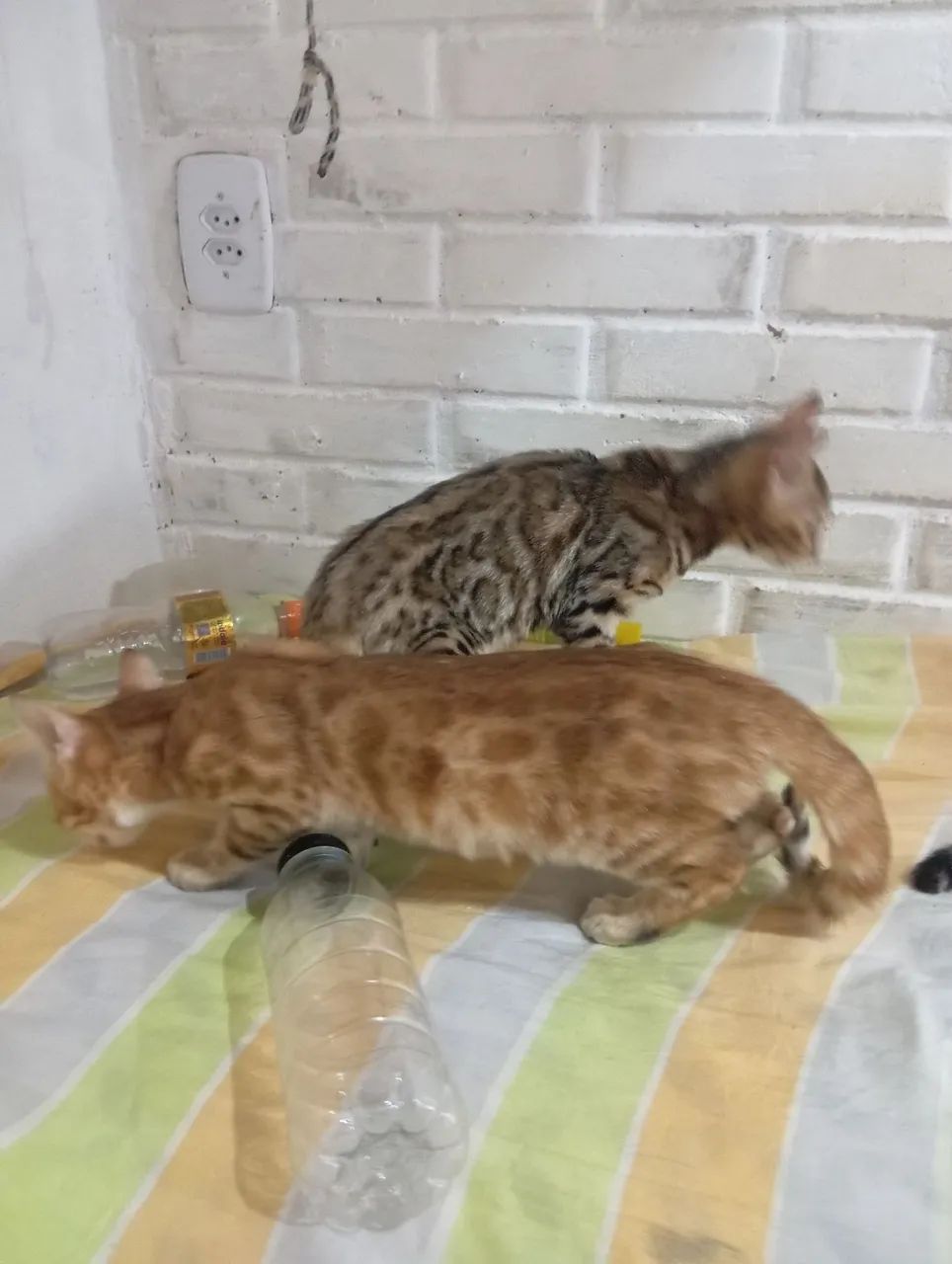 BENGAL c pedigree Tropicats  - Foto 3