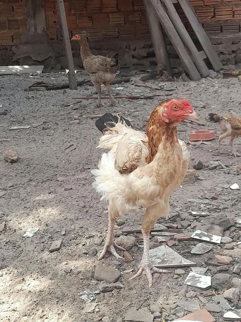 Galos e Galinhas - Foto 3