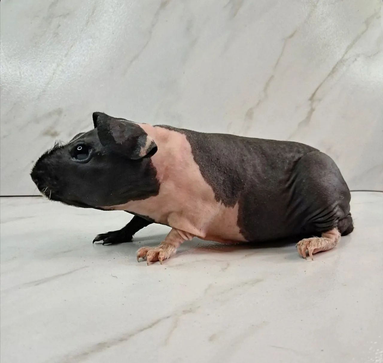 Guinea Pig436555535646740483