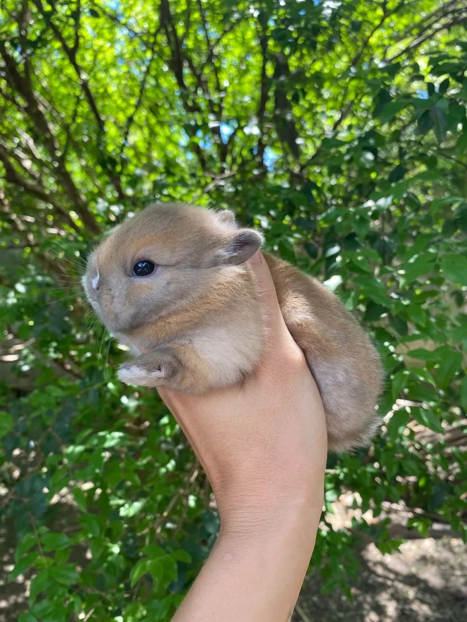 Vendo mini coelho netherland dwarf - Foto 5