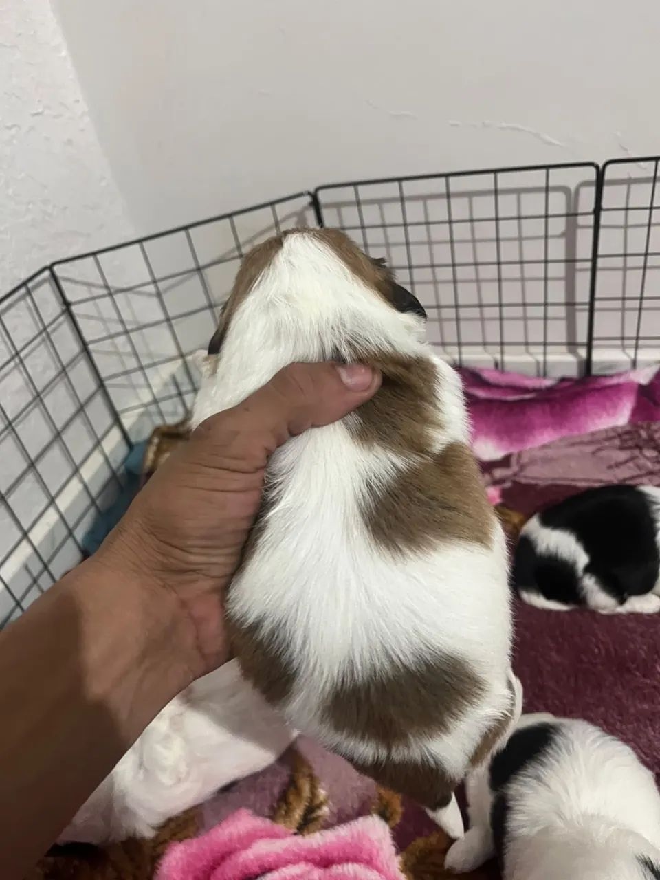 Shitzu 