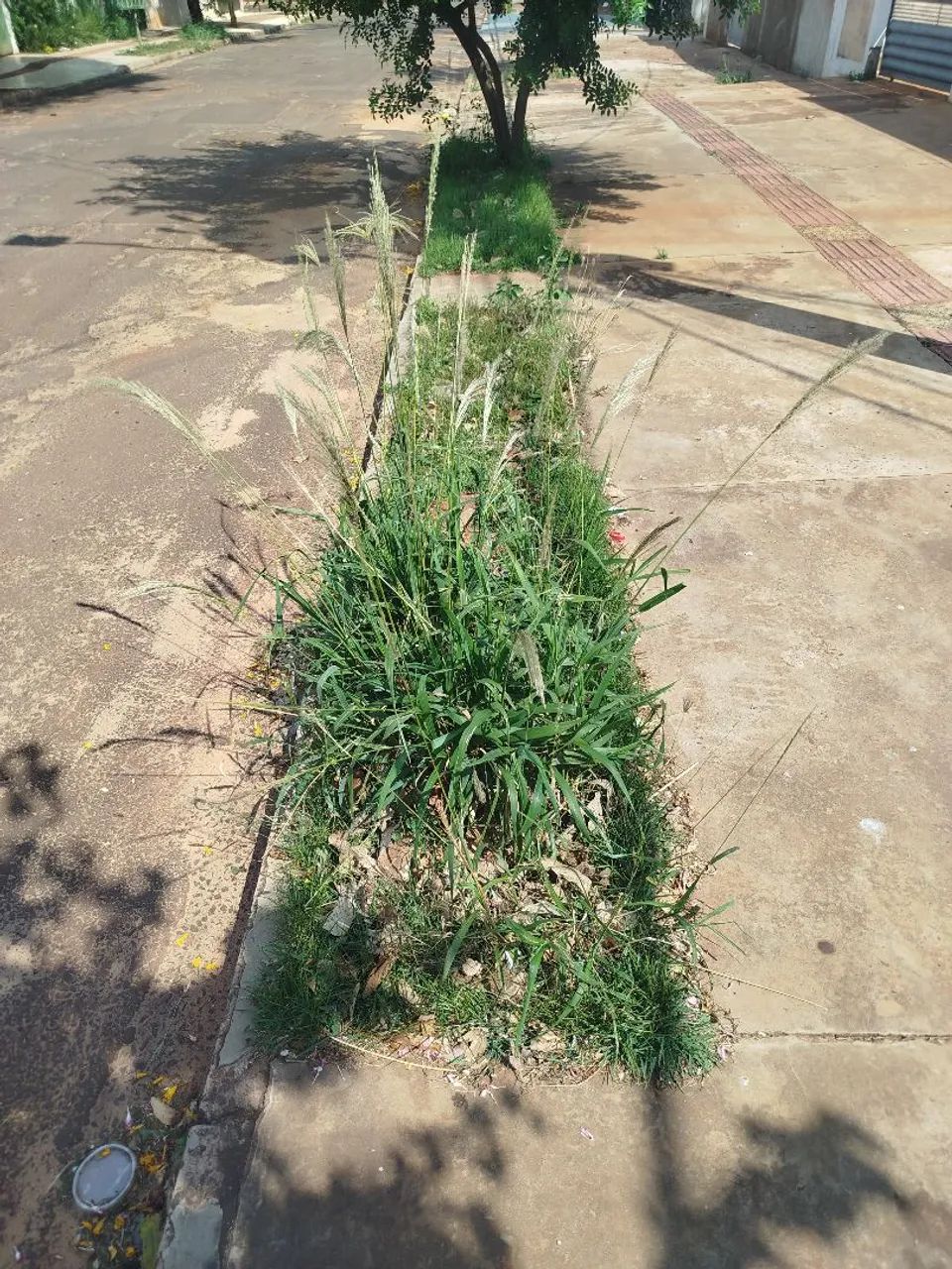 Jardineiro - Foto 4