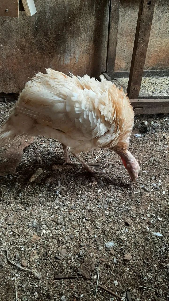 2 casal de perus  - Foto 2