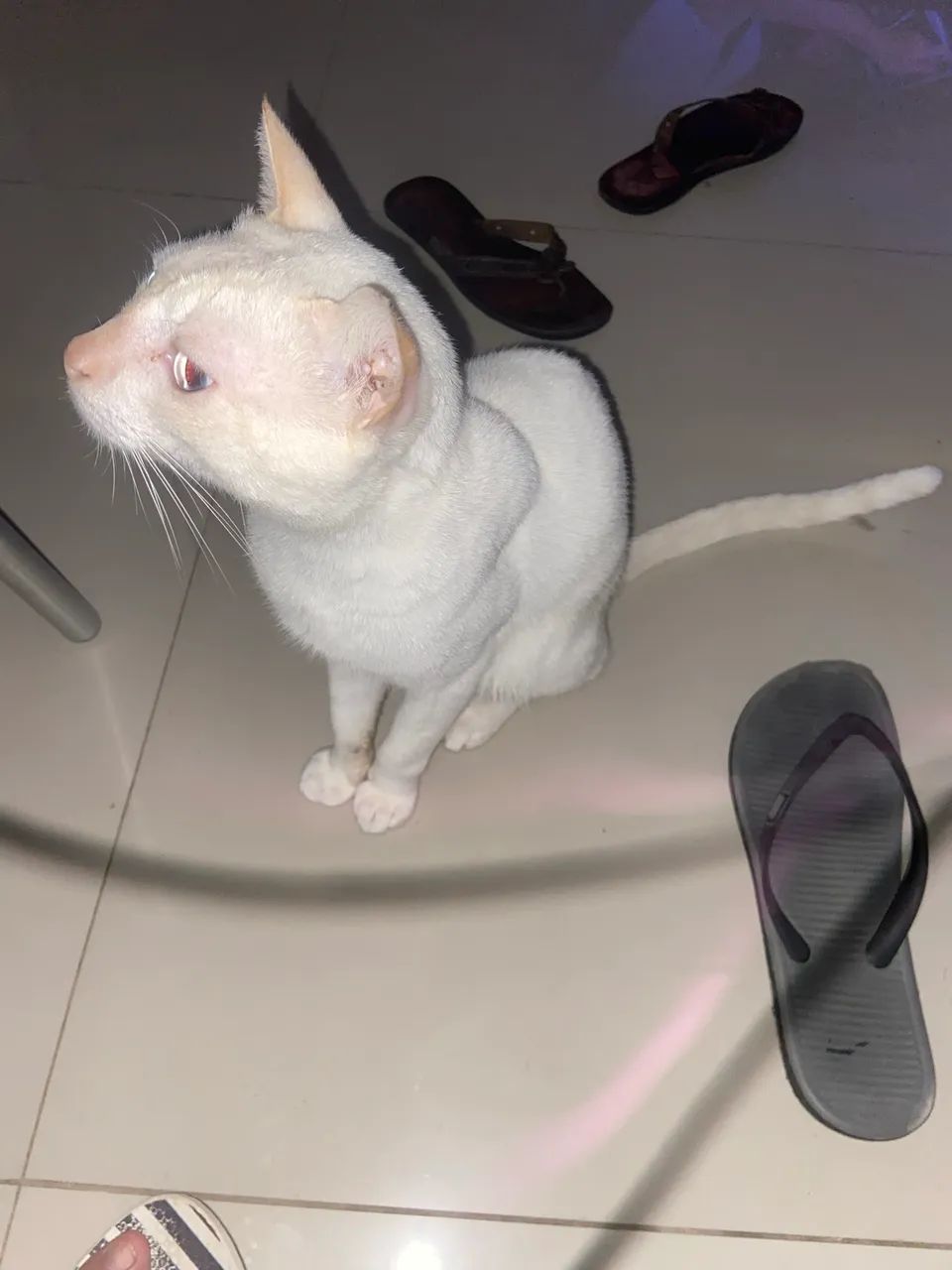 Gato - Foto 2