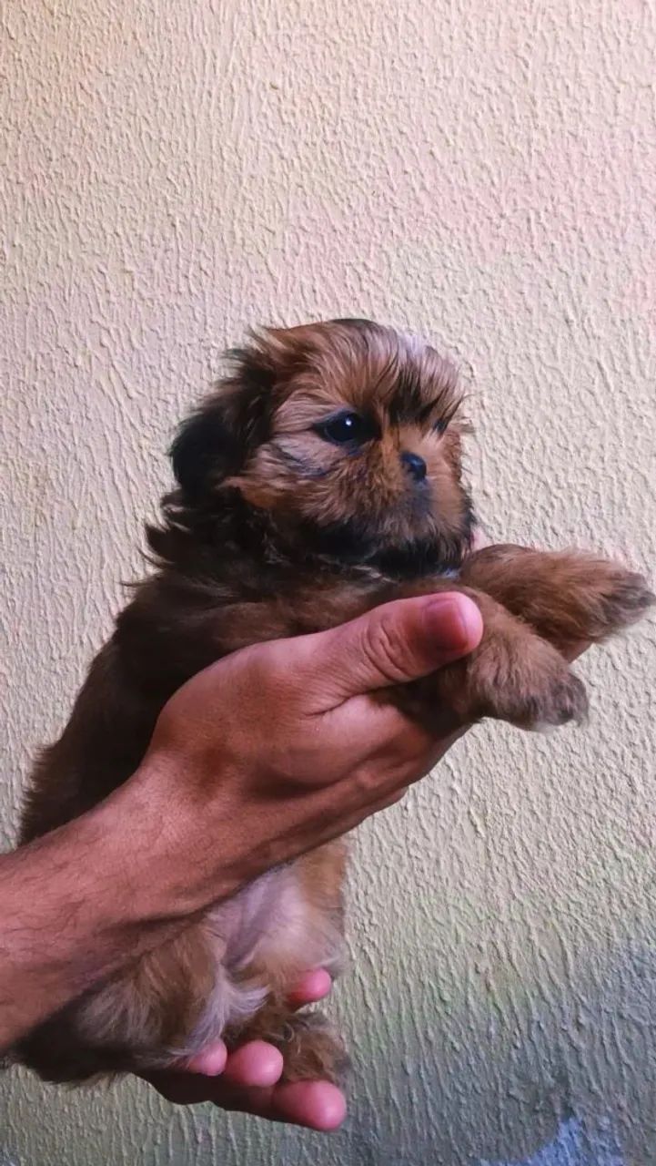 ShihTzu  - Foto 4