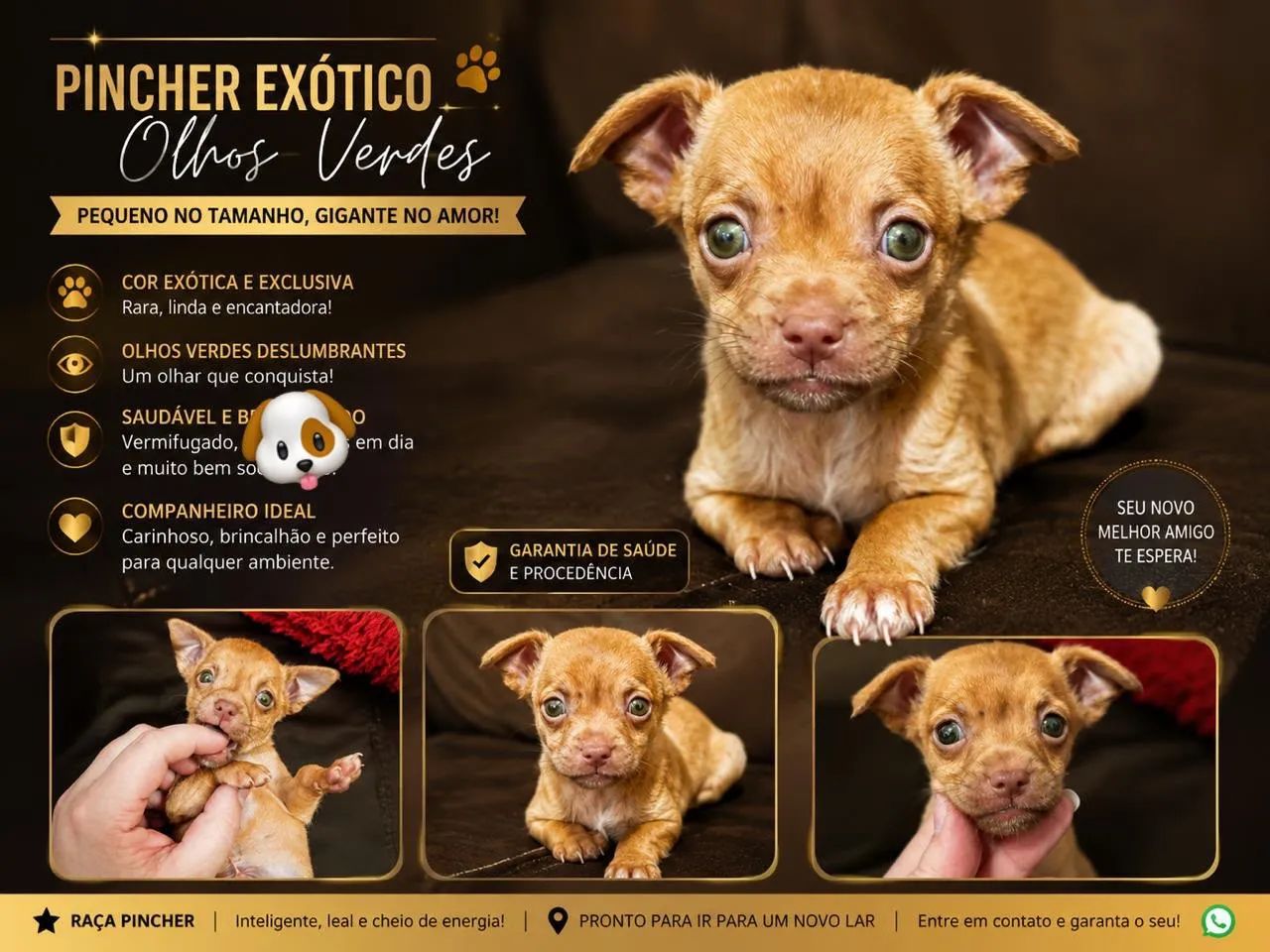 Pinscher macho.