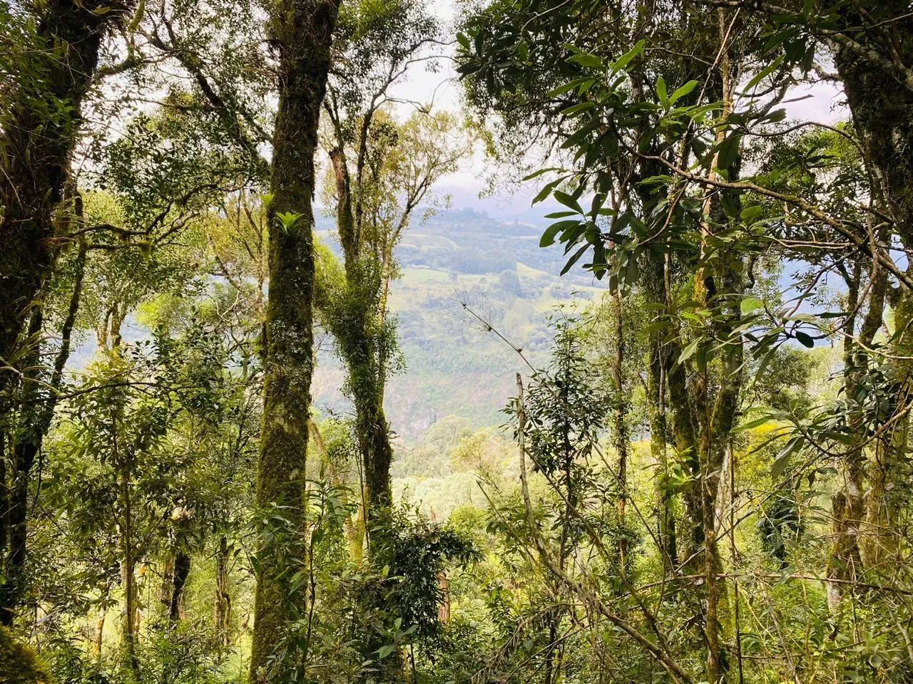 Imóvel para venda 2 hectares na Serra Catarinense - Foto 5