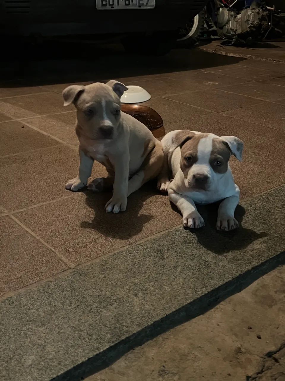 Cachorros pitbulls  - Foto 2