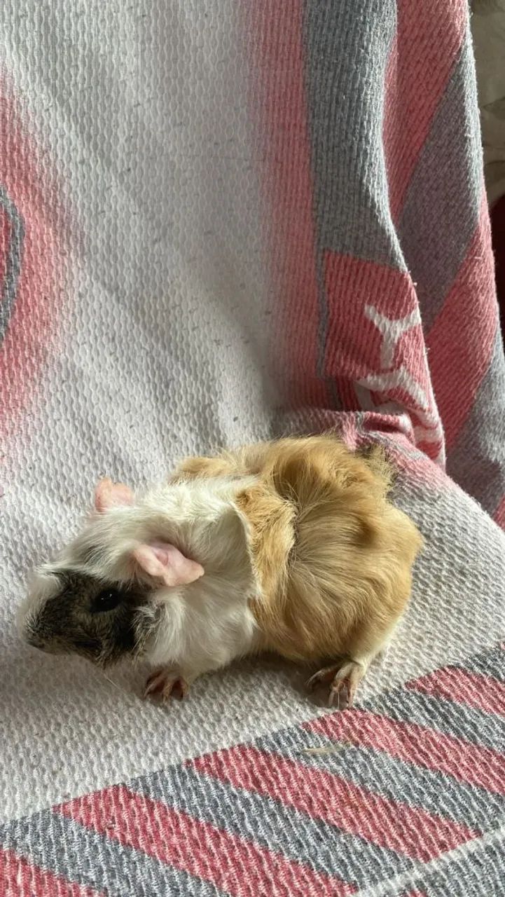 Porquinho da índia  - Foto 3