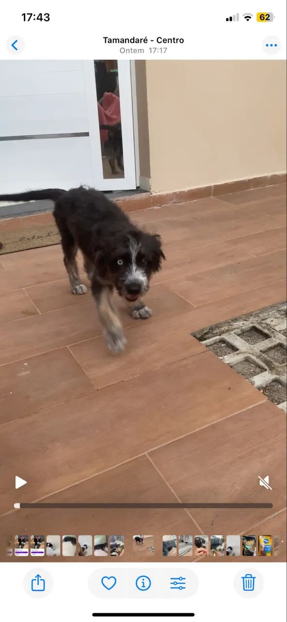 Cachorra para adoção 