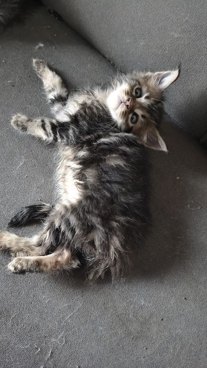 Filhote Maine Coon  - Foto 6