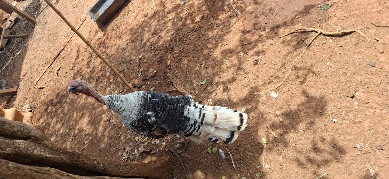 Peru macho