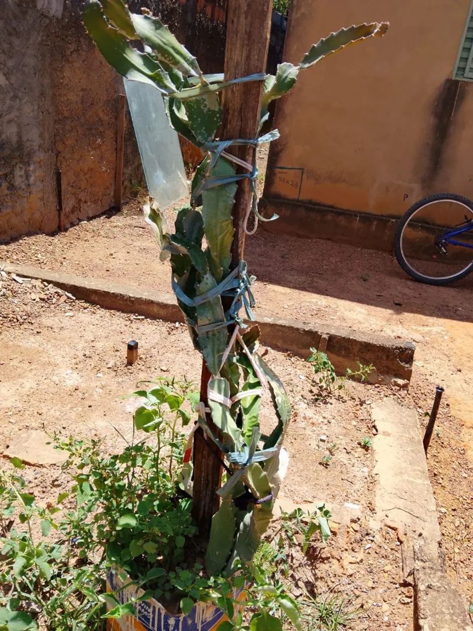 Planta PITAYA 