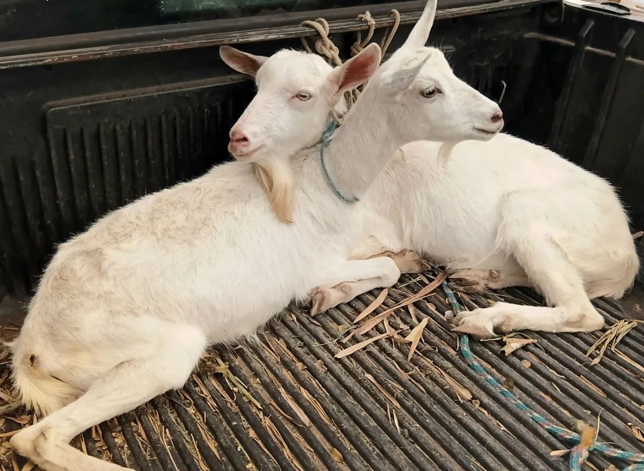 Cabra e cabrito 