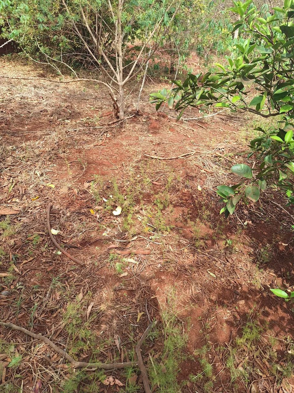 Chácara  - Foto 5