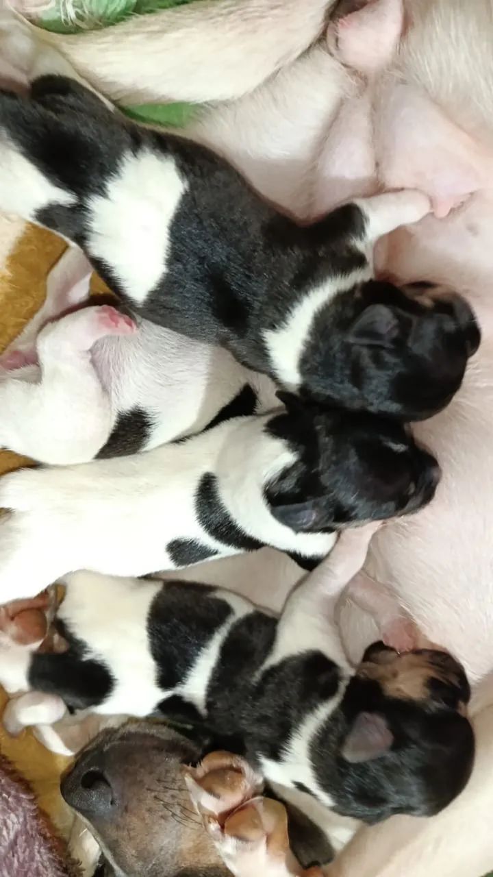 FILHOTES TERRIER BRASILEIRO COM PEDIGREE - Foto 2