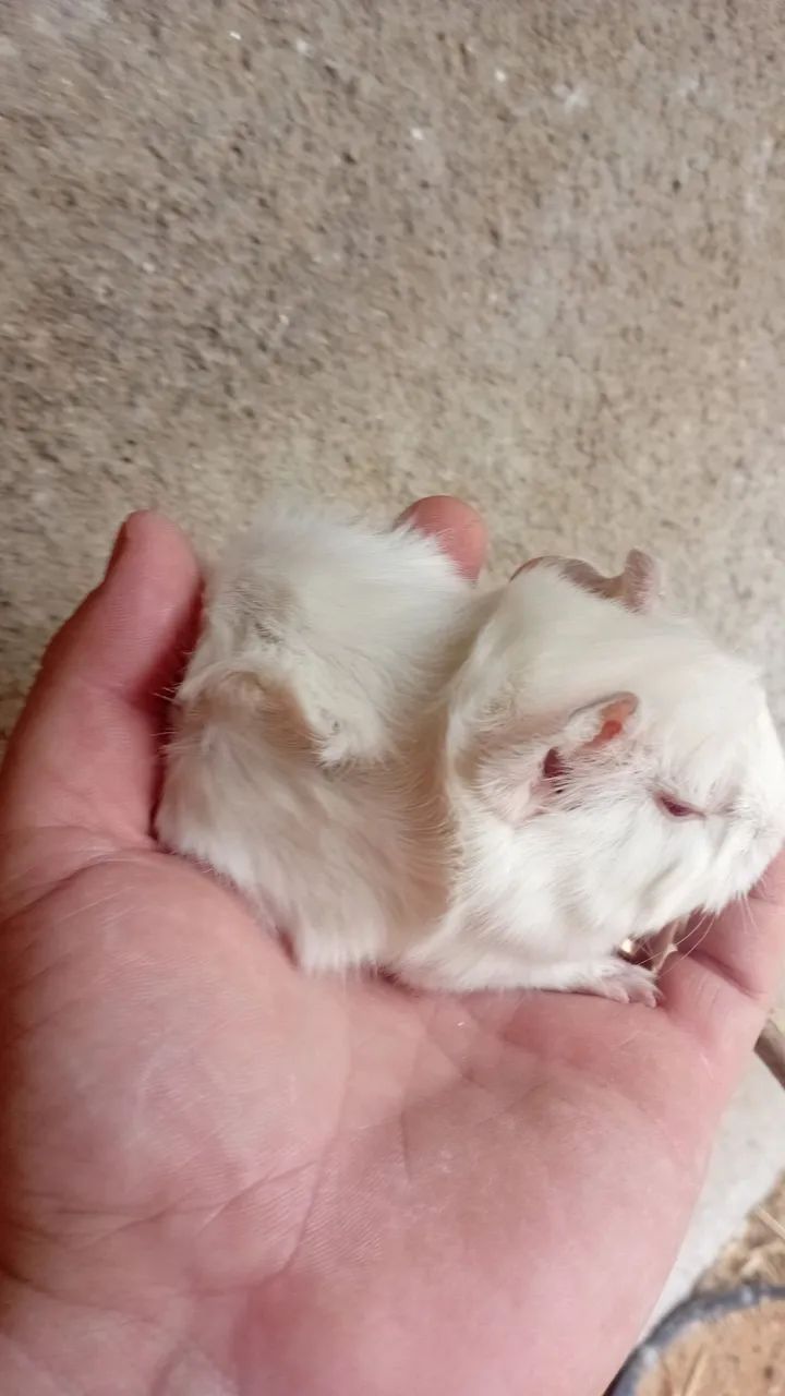 Porco da india abssinio