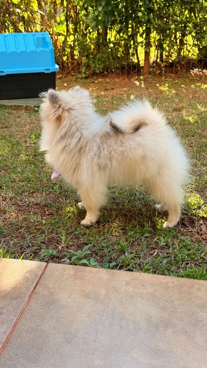 Spitz alemão anão macho - Foto 4