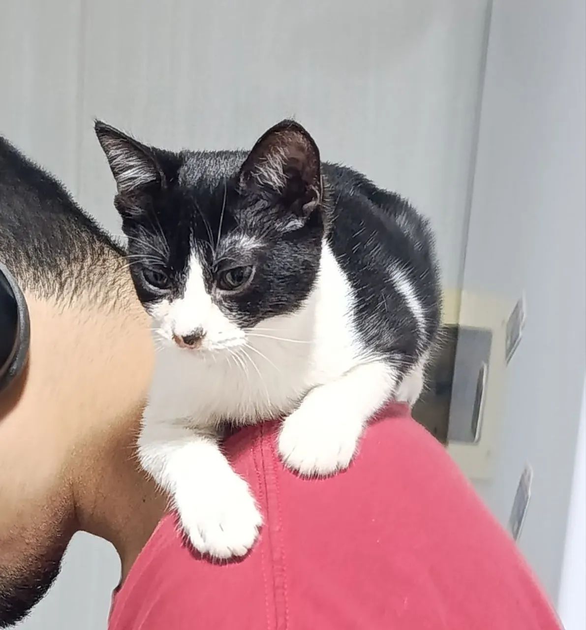 Gata para adoção!