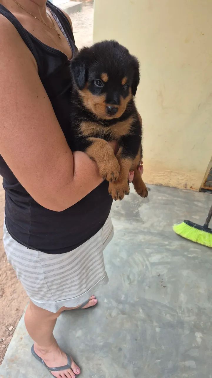 Filhotes de Rottweiler  - Foto 5