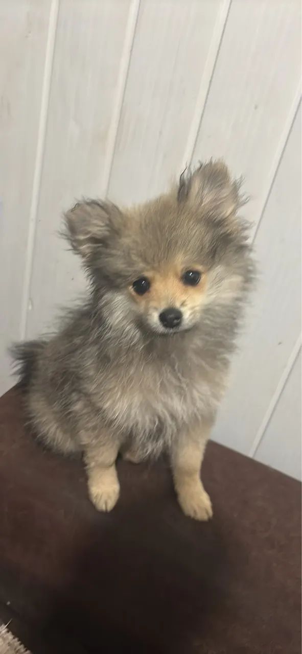 Cachorro  - Foto 4