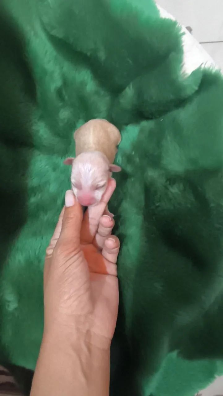Pinscher fêmea zero 