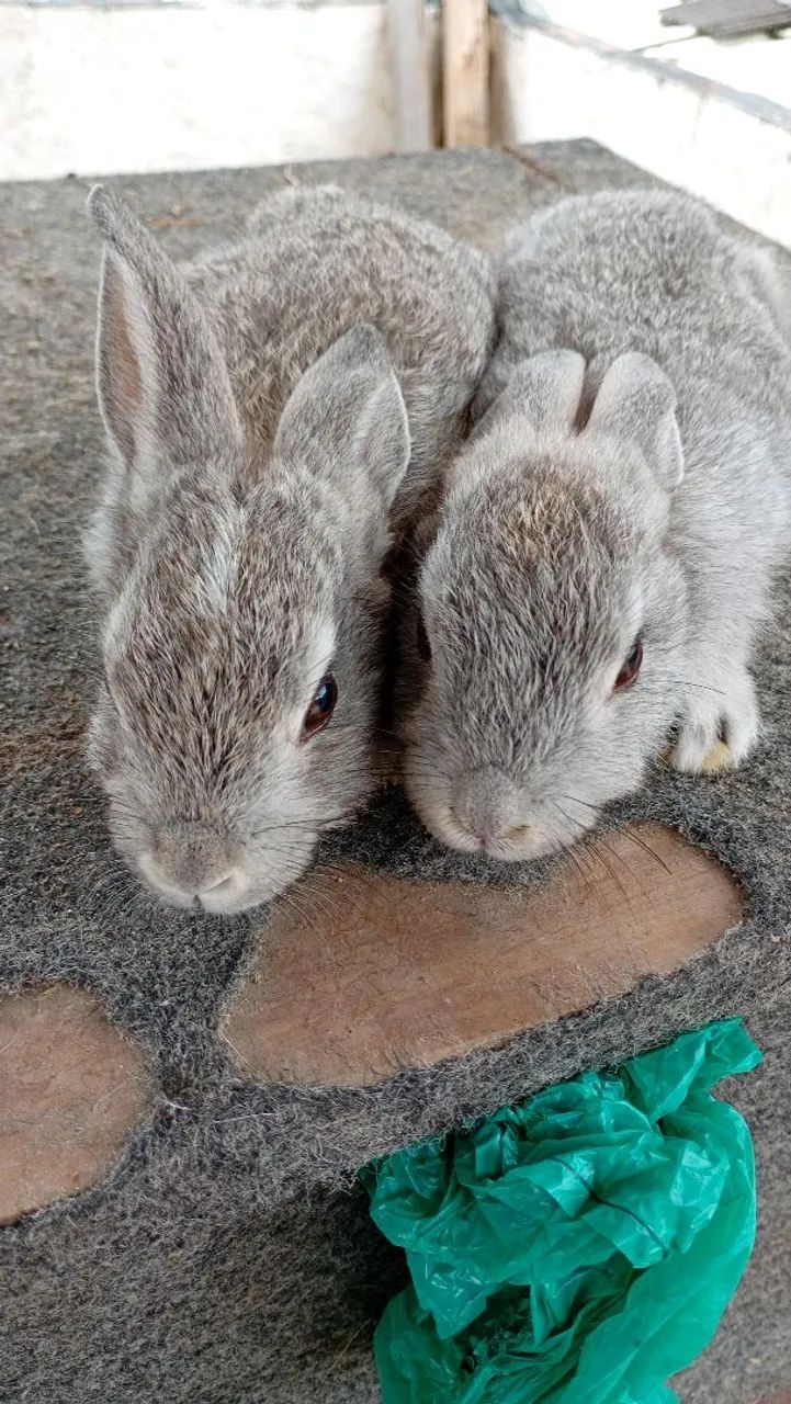Coelhinho raça pequena  - Foto 5