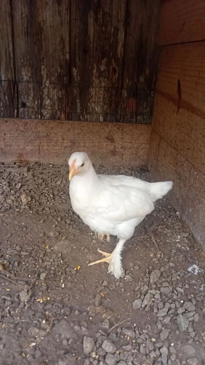 Franguinhas 