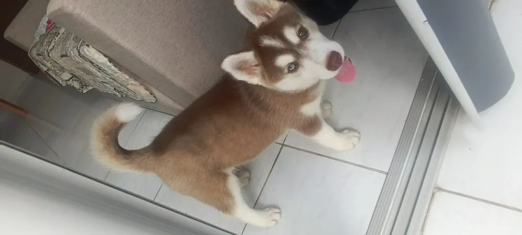 Vendo Husky de 2 meses - Foto 5