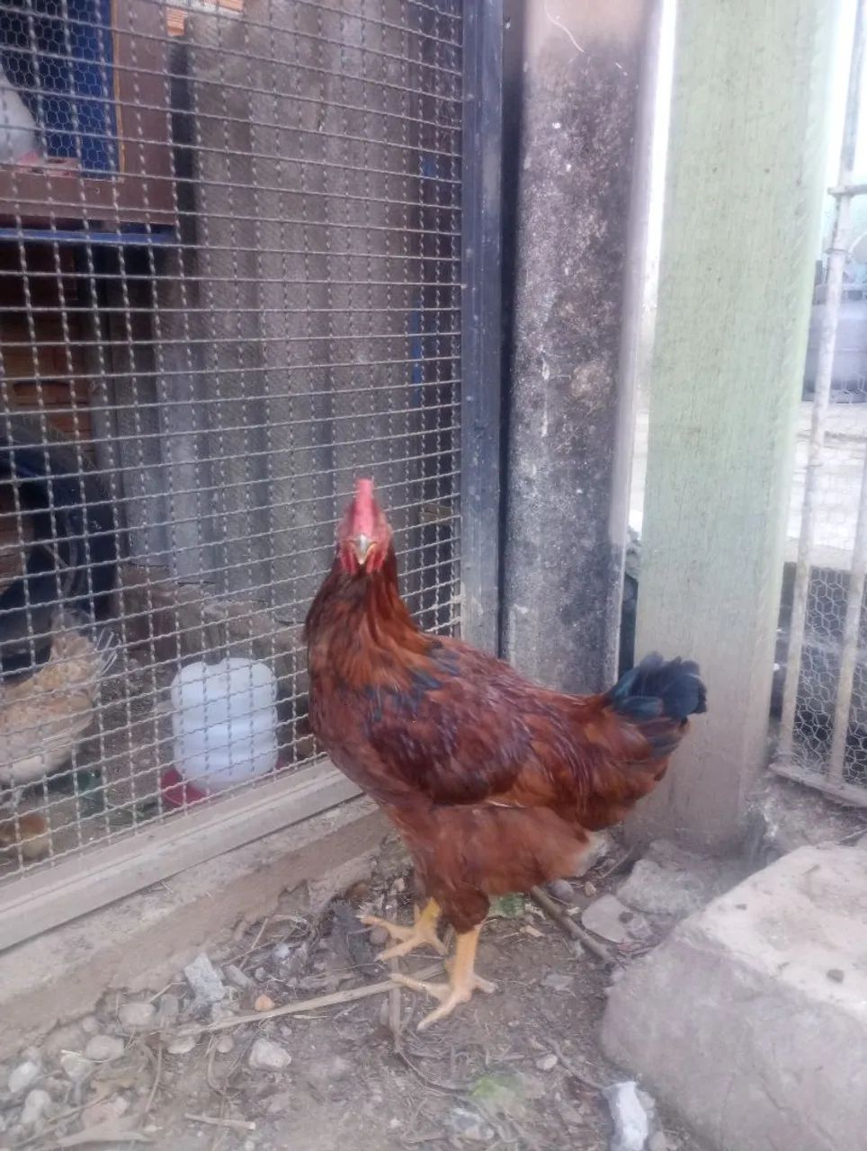 Frango rhode island red - Foto 3
