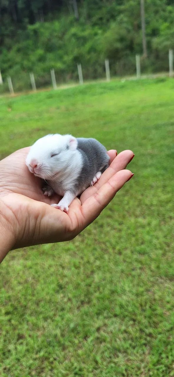Mini rabbit Netherland Dwarf65171893374466122