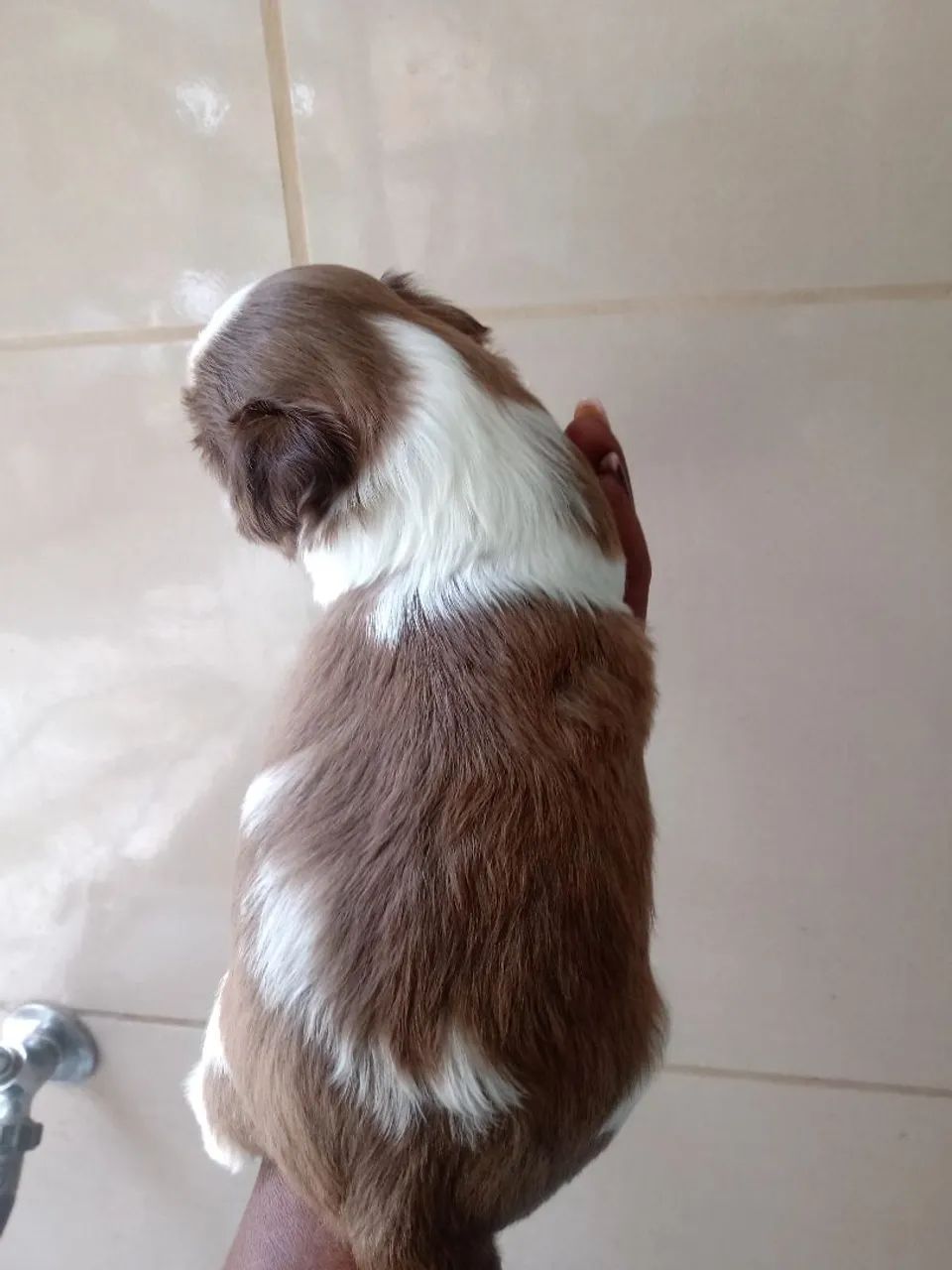 Shih tzul  - Foto 3