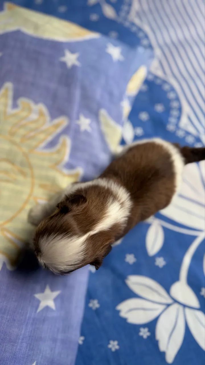 Shitzu 