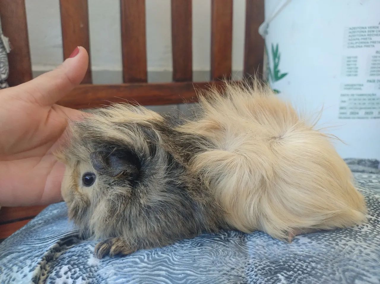 Seu pet ideal  - Foto 3