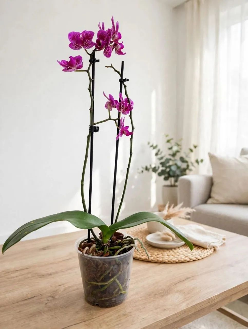 Vaso planta mini orquídea  - Foto 4