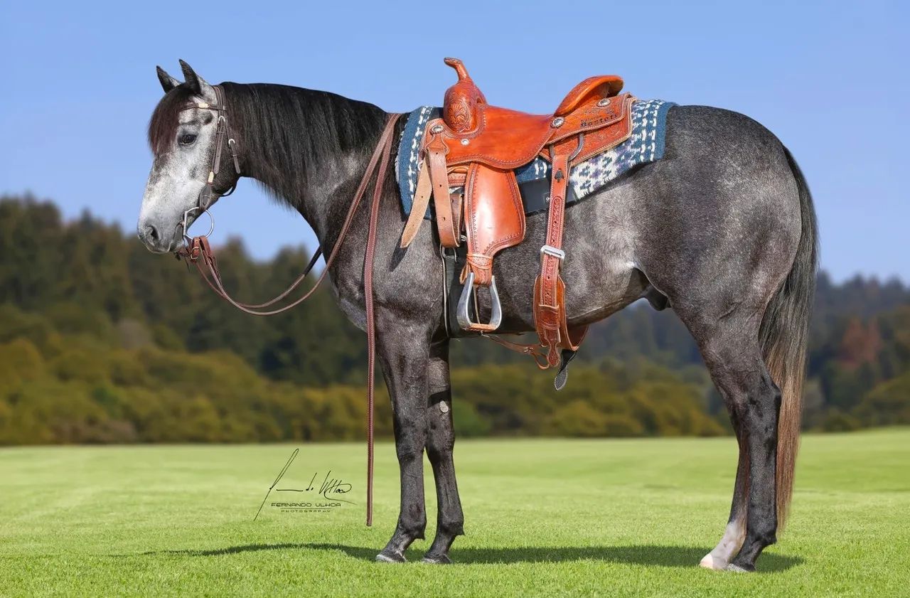 CAVALO QUARTO DE MILHA - Foto 2