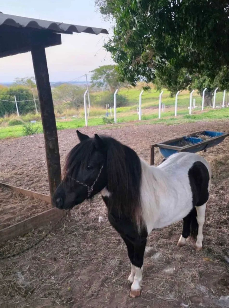 Lindo casal de mini Horses - Foto 2