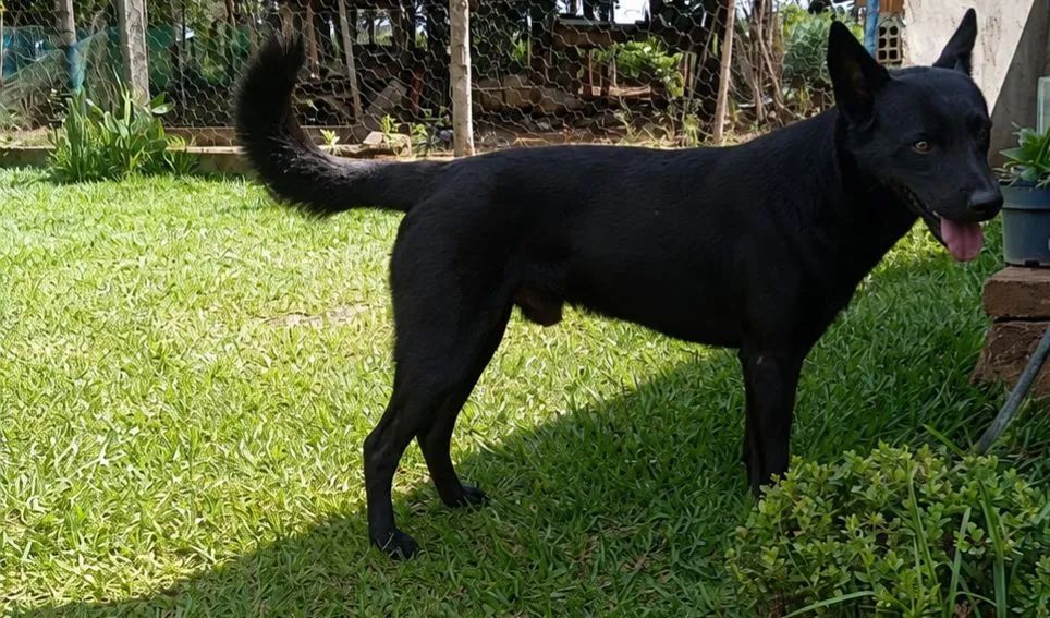 Desaparecido dou recompensa  - Foto 3