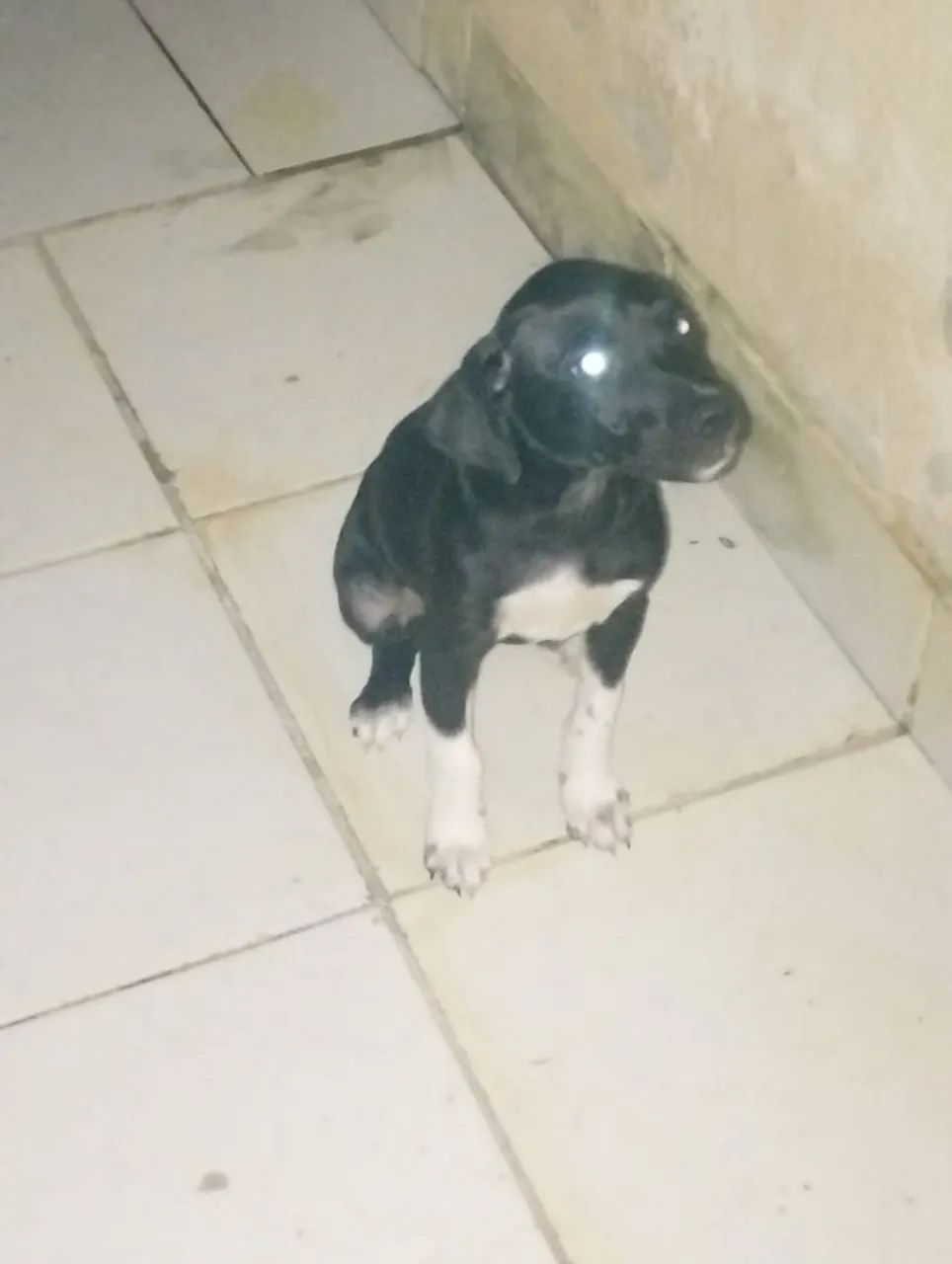 Cachorro 