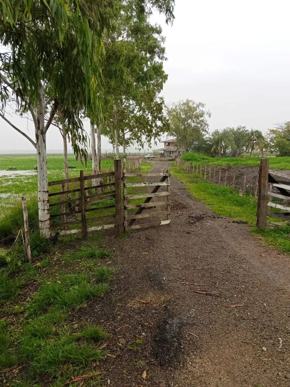 Fazenda em  Bacabeira MA