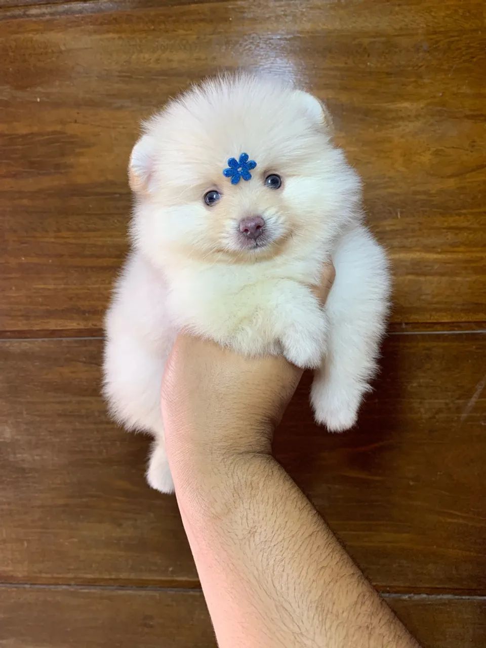 Spitz alemão  - Foto 4
