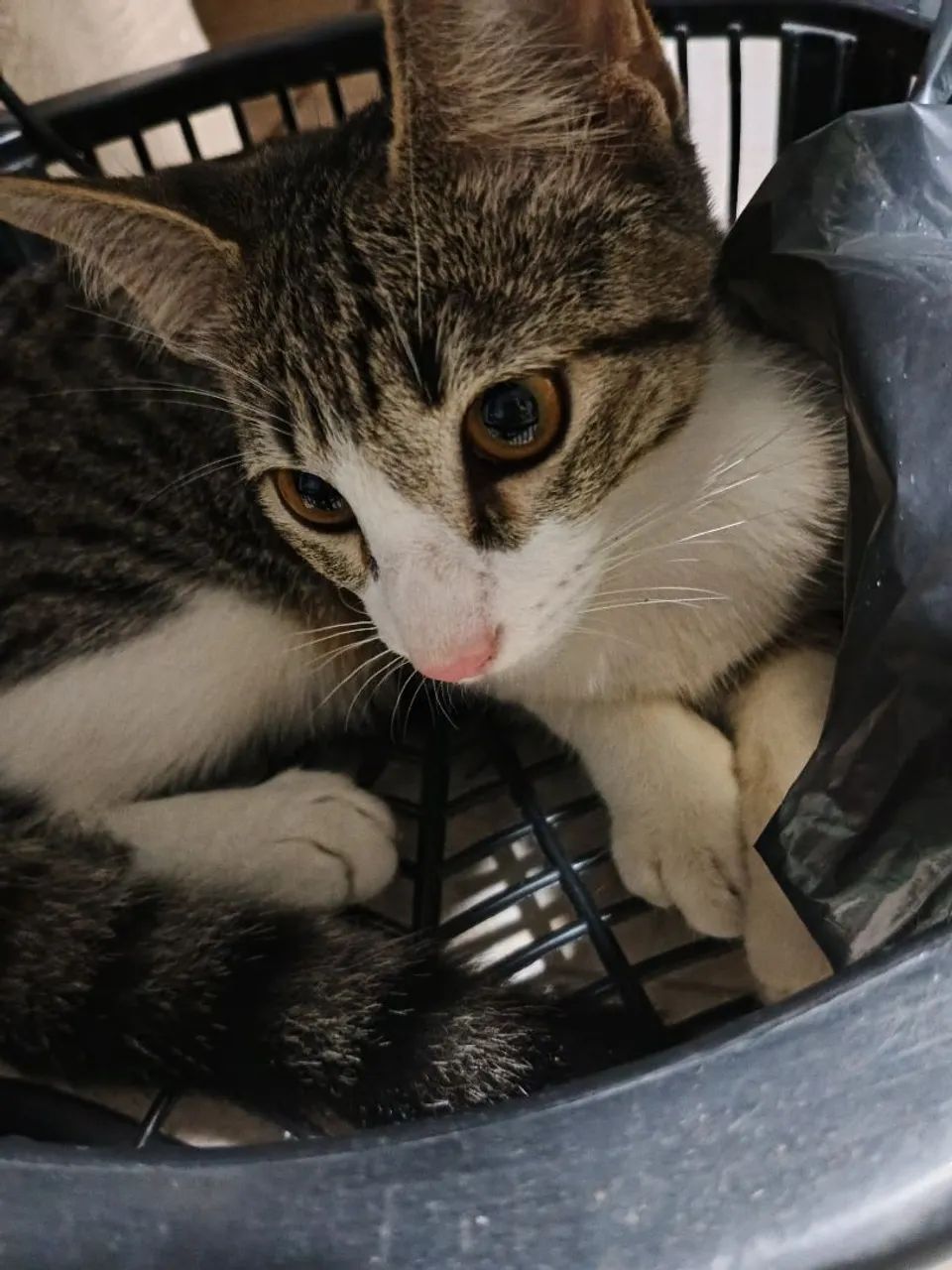 Lindo gatinho para adorção - Foto 3