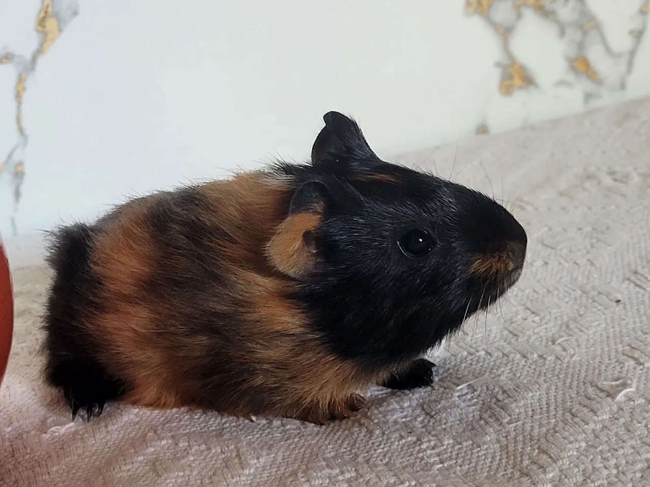 Porquinhos  da india.filhote