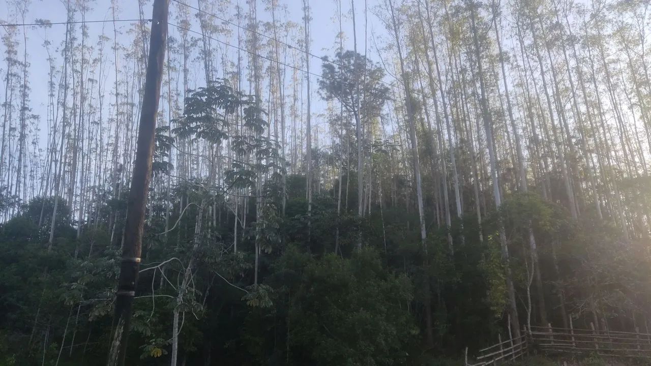 Vendo Floresta de eucalipto em pé 20.000 árvores - Foto 5