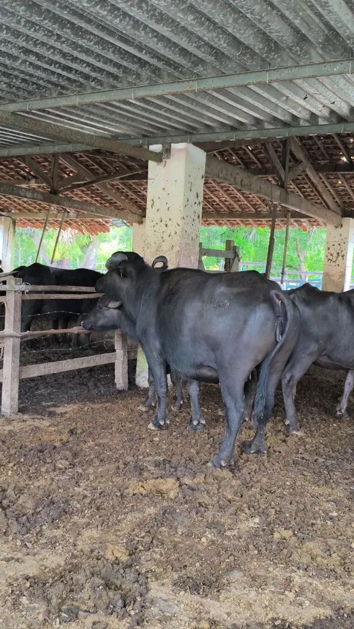 Vaca e novilhas a venda