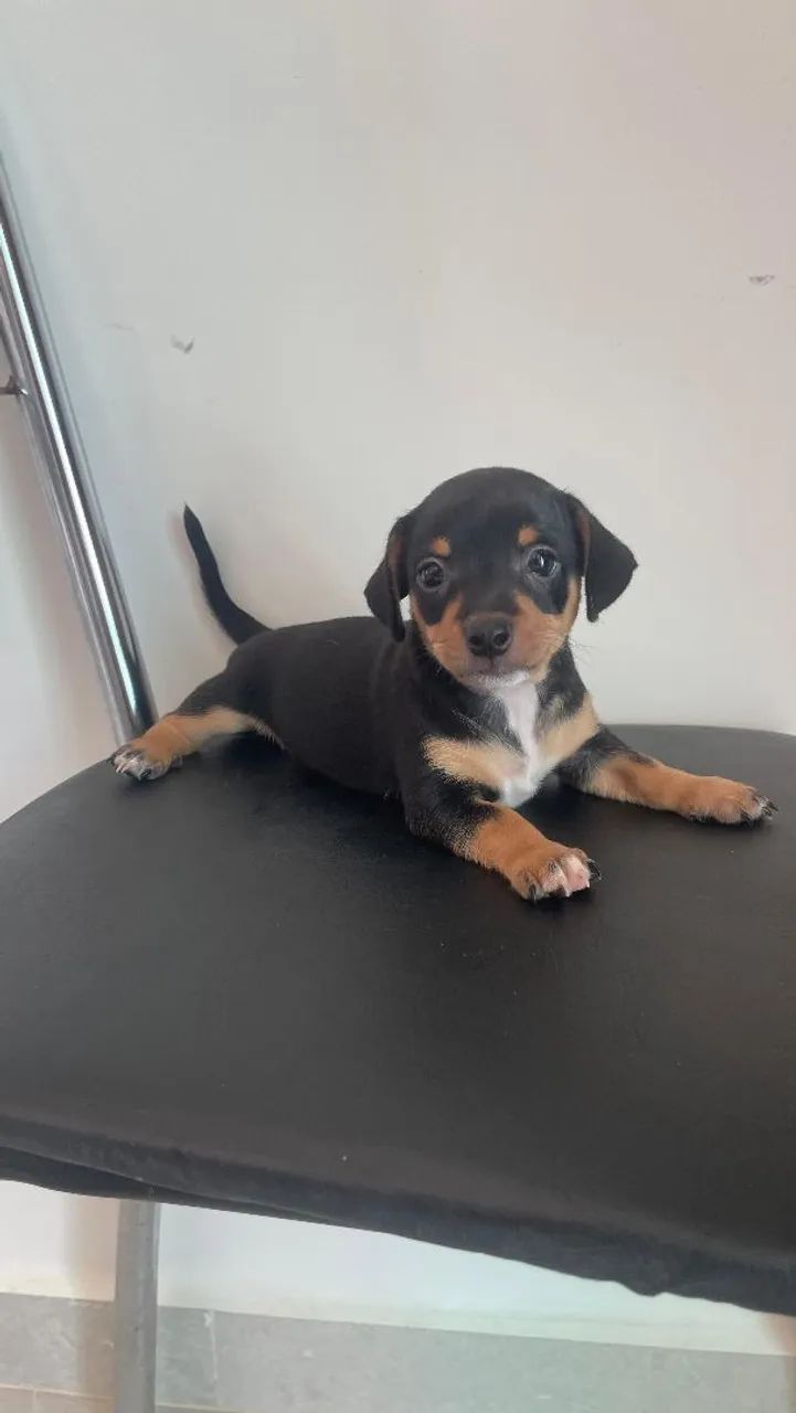 Cachorro  - Foto 2