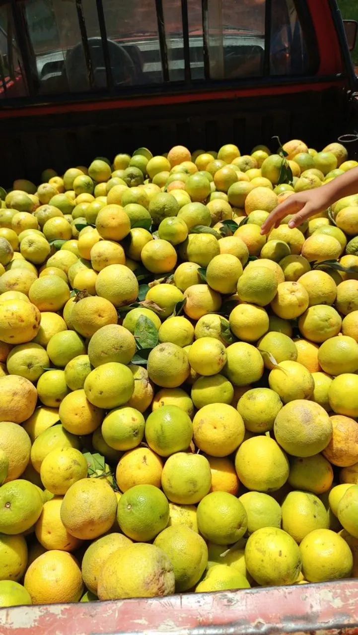 Laranja direto da roça - Foto 2