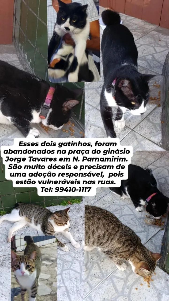 Adoção responsável 